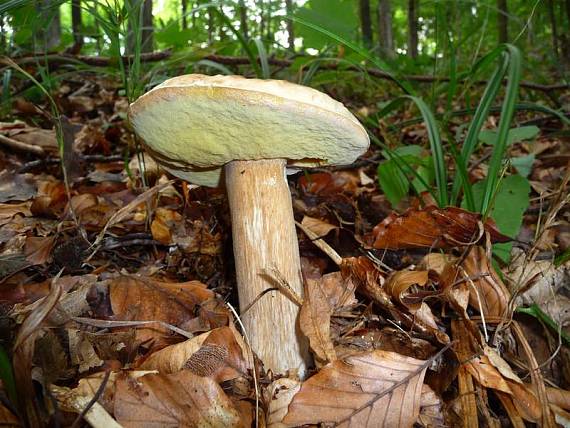 hríb dubový Boletus reticulatus Schaeff.