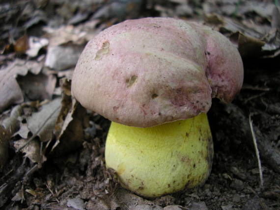 hríb kráľovský Butyriboletus regius (Krombh.) D. Arora & J.L. Frank