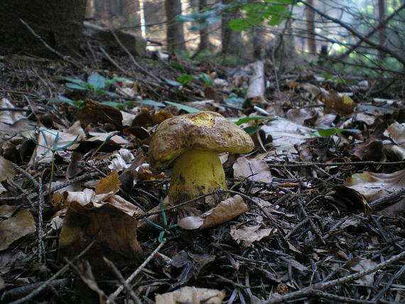 hríb horský Butyriboletus subappendiculatus (Dermek, Lazebn. & J. Veselský) D. Arora & J.L. Frank