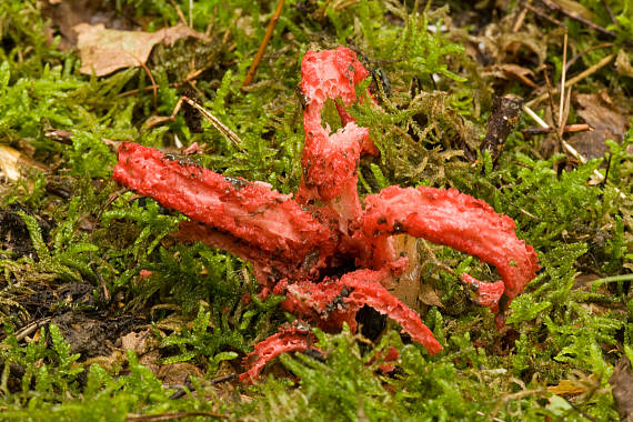 mrežovka kvetovitá Clathrus archeri (Berk.) Dring