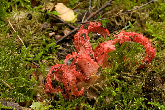 mrežovka kvetovitá Clathrus archeri (Berk.) Dring