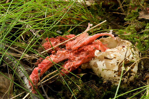 mrežovka kvetovitá Clathrus archeri (Berk.) Dring