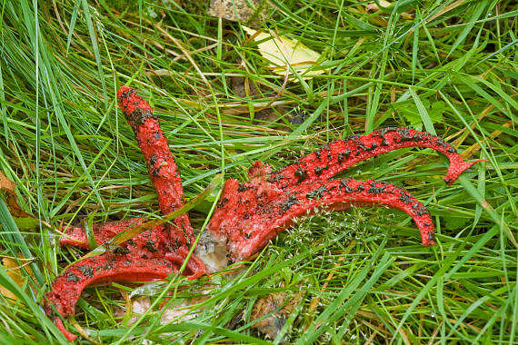 mrežovka kvetovitá Clathrus archeri (Berk.) Dring