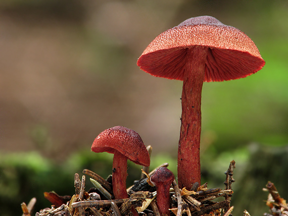 pavučinovec krvavý Cortinarius sanguineus (Wulfen) Fr.