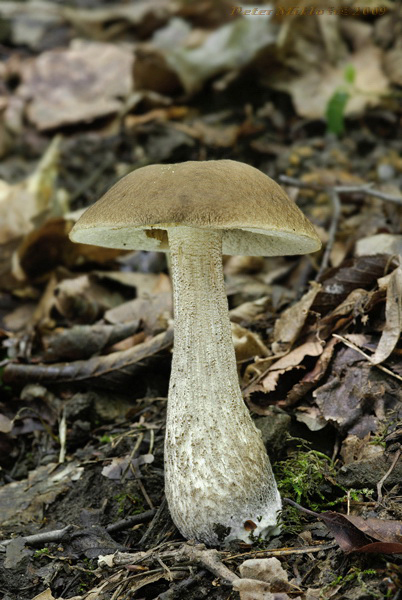 kozák hrabový Leccinum pseudoscabrum (Kallenb.) Šutara