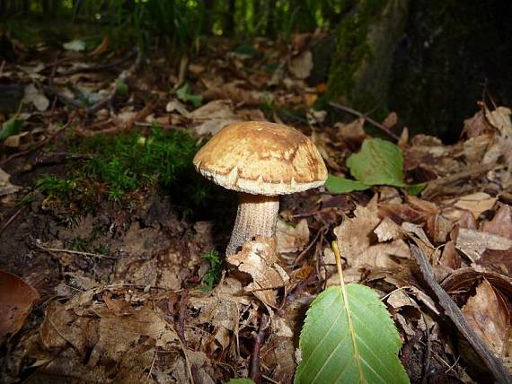 kozák hrabový Leccinum pseudoscabrum (Kallenb.) Šutara