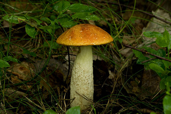 křemenáč borový Leccinum vulpinum Watling