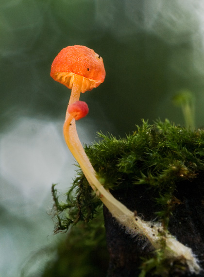 prilbička ihličková Mycena acicula (Schaeff.) P. Kumm.