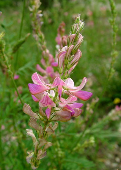 vičenec ligrus Onobrychis viciifolia Scop.