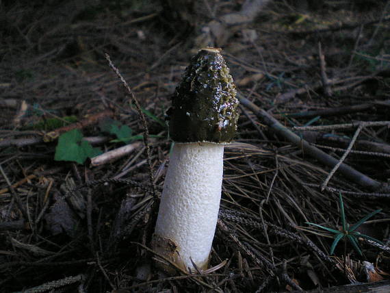 hadovka smradľavá Phallus impudicus L.