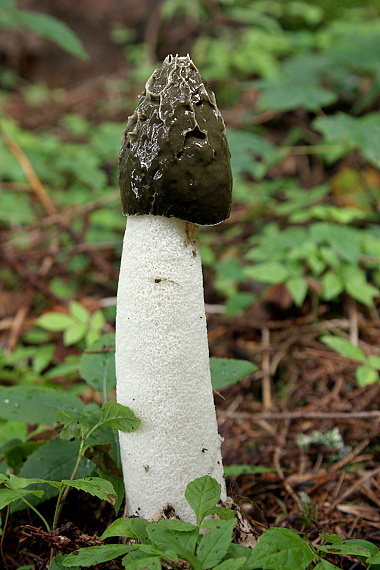 hadovka smradľavá - Hadovka smrdutá Phallus impudicus L.