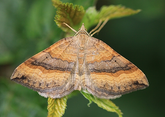 piadivka stoklasová Scotopteryx chenopodiata