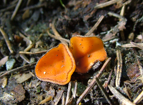 štítovnička (kosmatka) Scutellinia sp.