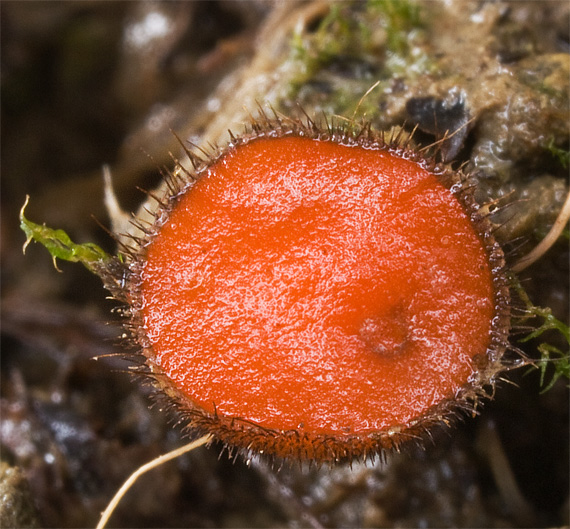 štítovnička šarlátová Scutellinia trechispora (Berk. & Broome) Lambotte