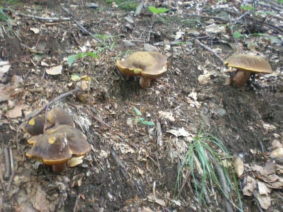 hríb zrnitohlúbikový Sutorius luridiformis (Rostk.) G. Wu & Zhu L. Yang