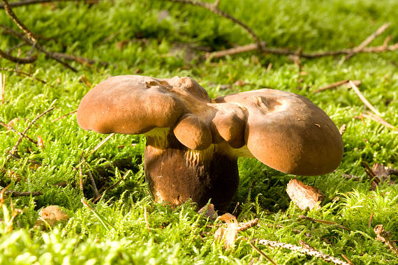 čechratka černohuňatá Tapinella atrotomentosa (Batsch) Šutara