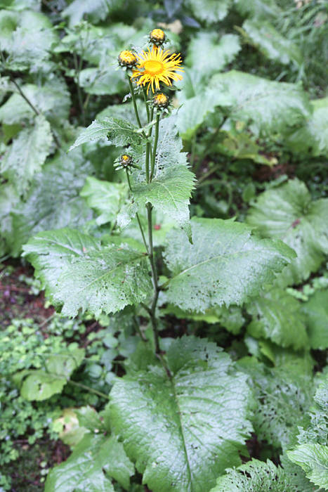 telekia ozdobná Telekia speciosa (Schreb.) Baumg.