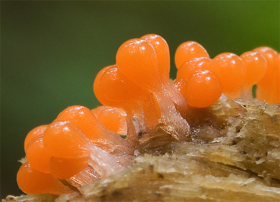 vlasnačka Trichia decipiens var. decipiens (Pers.) T. Macbr.