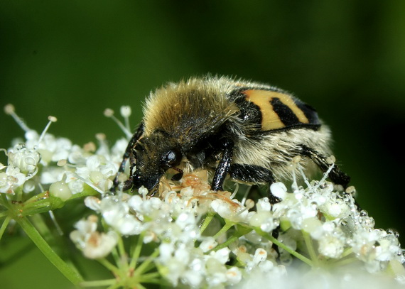 chlpáčik škvrnitý Trichius fasciatus