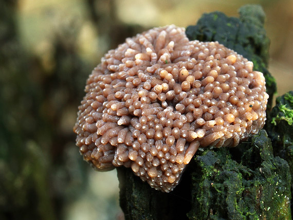 jahodník sasankovitý  Tubifera ferruginosa (Batsch) J.F. Gmel.