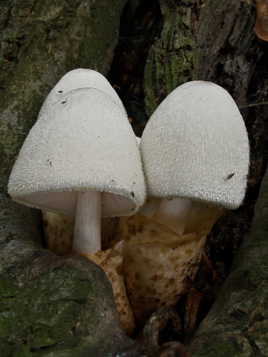 pošvovec stromový Volvariella bombycina (Schaeff.) Singer