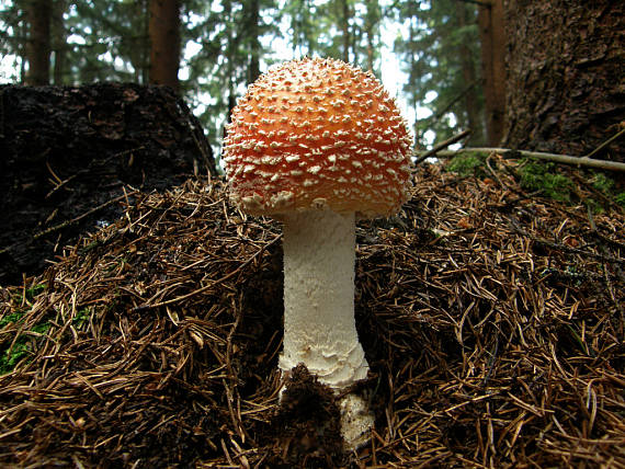 muchotrávka červená Amanita muscaria (L.) Lam.