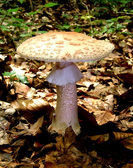 muchotrávka červenkastá Amanita rubescens Pers.