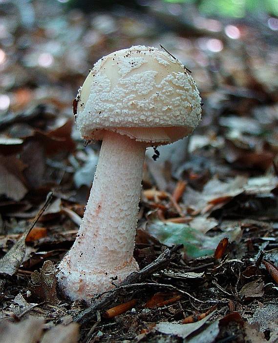 muchotrávka červenkastá Amanita rubescens Pers.