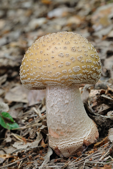 muchotrávka červenkastá Amanita rubescens Pers.