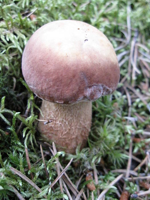 hríb smrekový  Boletus edulis Bull. ex Fr.