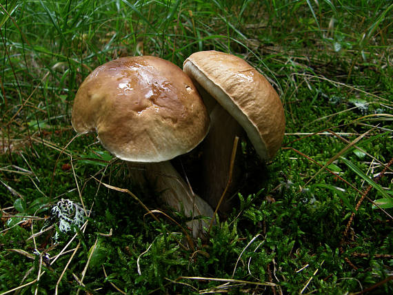 hríb smrekový Boletus edulis Bull.