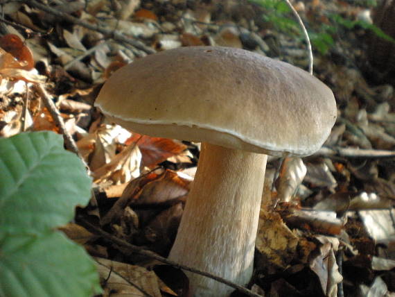 hríb smrekový Boletus edulis Bull.