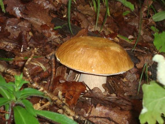 hríb dubový Boletus reticulatus Schaeff.