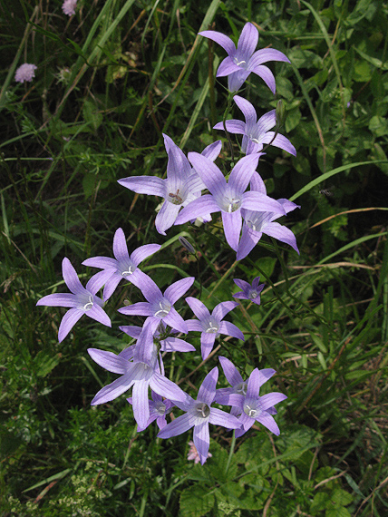 zvonček konáristý Campanula patula L.