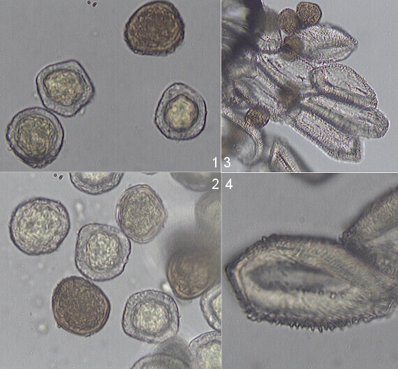 hrdzavka jarabinová Gymnosporangium cornutum (Pers.) Arthur