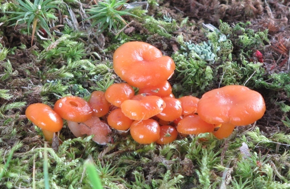 lúčnica Hygrocybe sp.