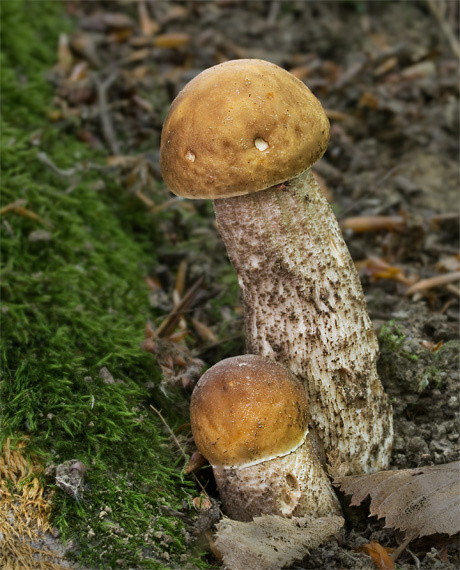 kozák hrabový Leccinum pseudoscabrum (Kallenb.) Šutara