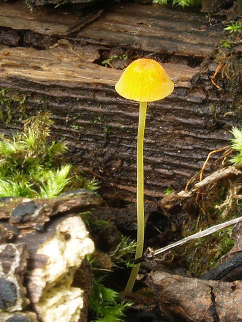 prilbička ihličková Mycena acicula (Schaeff.) P. Kumm.