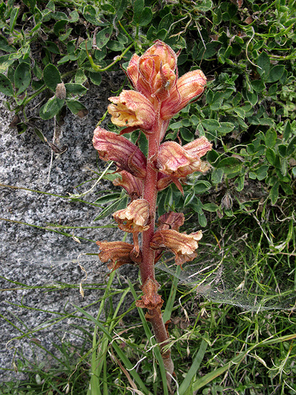 záraza biela Orobanche alba Willd.