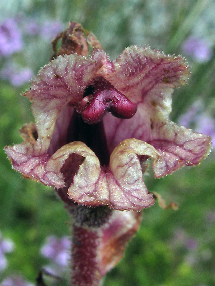 záraza biela Orobanche alba Willd.