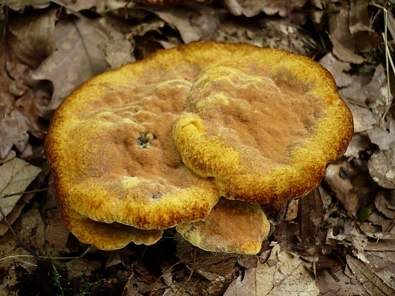 hnedák Schweinitzov Phaeolus schweinitzii (Fr.) Pat.