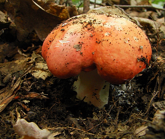 plávka úhľadná Russula rosea Pers.