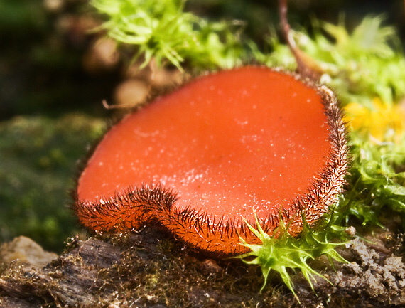 štítovnička čiernochlpatá Scutellinia nigrohirtula (Svrček) Le Gal