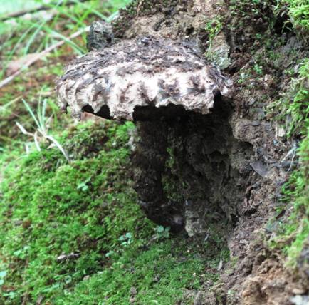 šiškovec šupinatý Strobilomyces strobilaceus (Scop.) Berk.