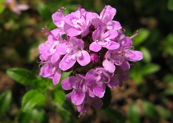 duška Thymus jankae