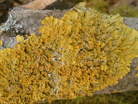 diskovník múrový Xanthoria parietina var. parietina