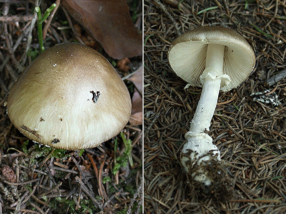 muchotrávka tigrovaná Amanita pantherina (DC.) Krombh.