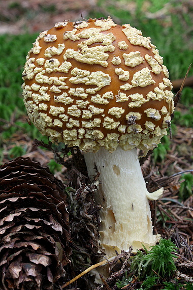 muchotrávka kráľovská - Muchomůrka královská Amanita regalis (Fr.) Michael