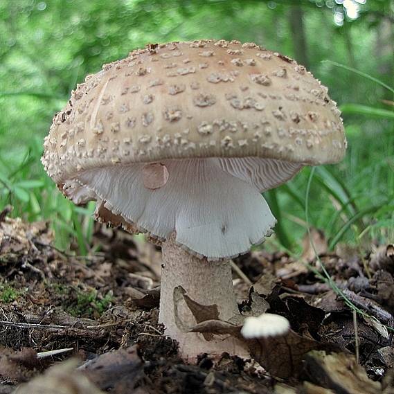 muchotrávka červenkastá-muchomůrka růžovka Amanita rubescens Pers.