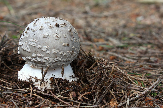 muchotrávka - Muchomůrka  Amanita sp.